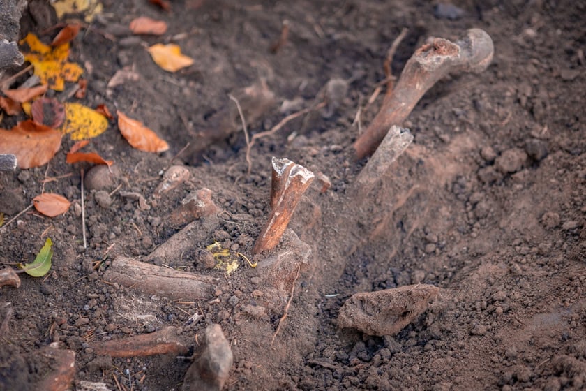 W Ogrodzie Botaniczym odznaleziono na pozostałości dawnego cmentarza