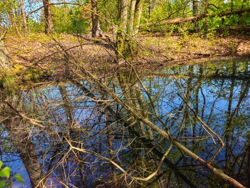 Gr&oacute;b Kisslinga w Bagnie - w miejscu dawnego grodziska