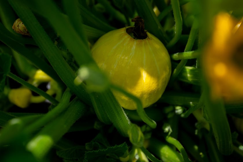 Farma Miejska Wrocław to projekt, kt&oacute;ry łączy zr&oacute;wnoważone rolnictwo z funkcją społeczną