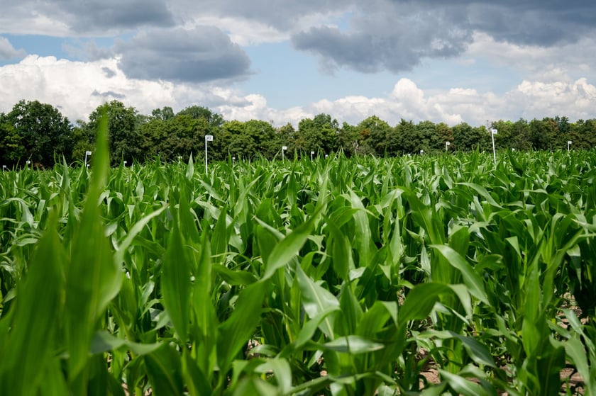 Farma Miejska Wrocław to projekt, kt&oacute;ry łączy zr&oacute;wnoważone rolnictwo z funkcją społeczną