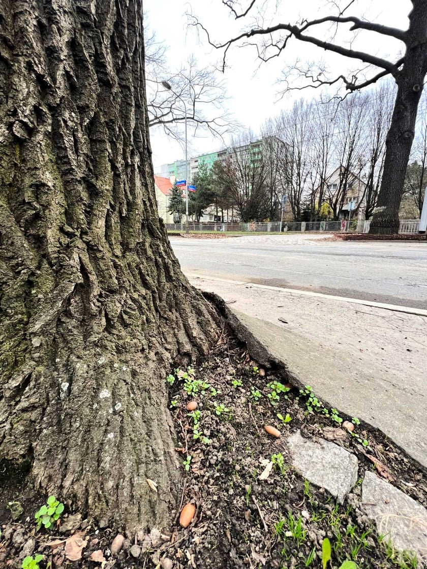 Korzenie historycznych dęb&oacute;w walczą z asflatową nawierzchnią. Zostanie ona zdjęta.