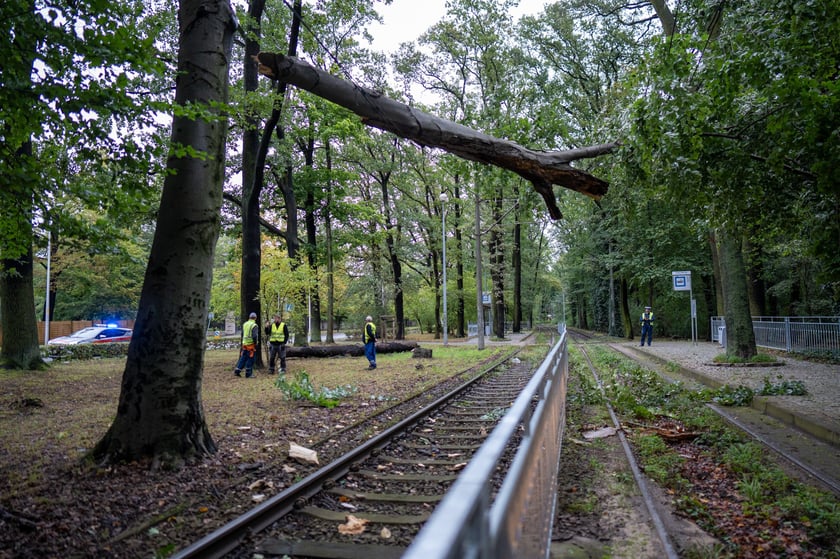 Drzewo na sieci trakcyjnej na al. Różyckiego