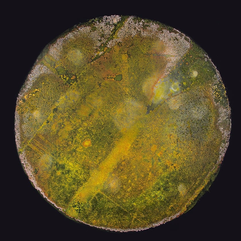 Zdjęcia promujące wystawę Artifictions