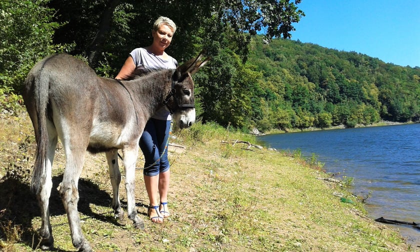 Osiołek z Lubachowa