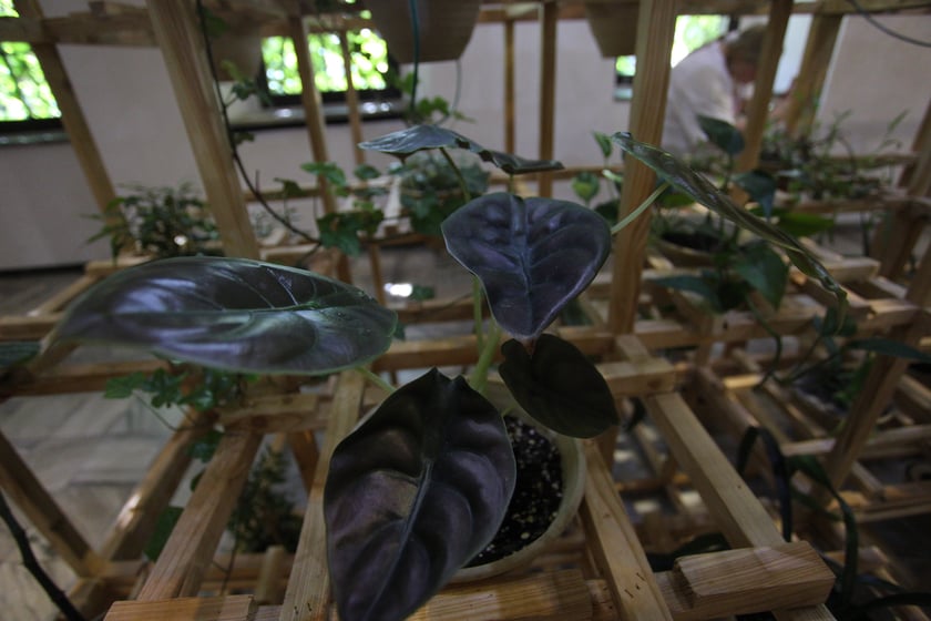 Kwiaty na wystawie w Muzeum Architektury