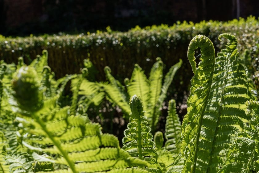 Wirydarz Muzeum Architektury