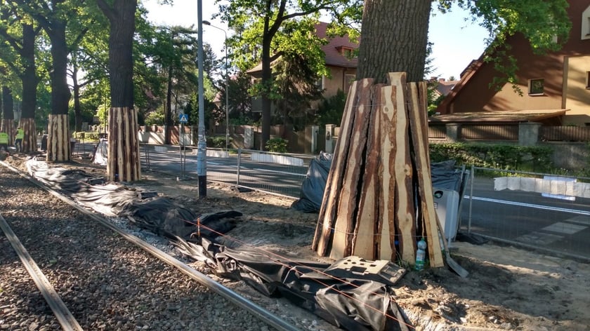 Południowy peron przystanku tramwajowego przy skrzyżowaniu ulic Olszewskiego i Chełmońskiego. Prace prowadzone muszą być ostrożnie, ze względu na rosnące tutaj dęby.