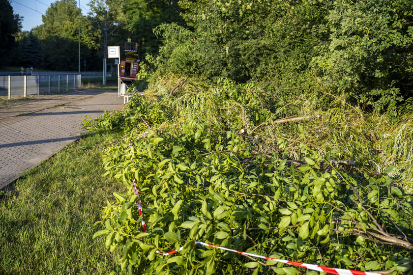 Powiększ obraz: Usuwanie drzewa, które przewróciło się na torowisko i trakcję tramwajową na ul. Kwidzyńskiej - 24 lipca 2026 r.