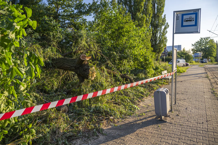 Powiększ obraz: Usuwanie drzewa, które przewróciło się na torowisko i trakcję tramwajową na ul. Kwidzyńskiej - 24 lipca 2026 r.