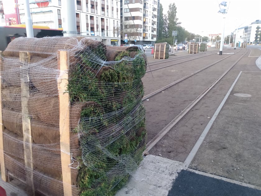 Układanie roślin pomiędzy szynami torowiska w kierunku Popowic