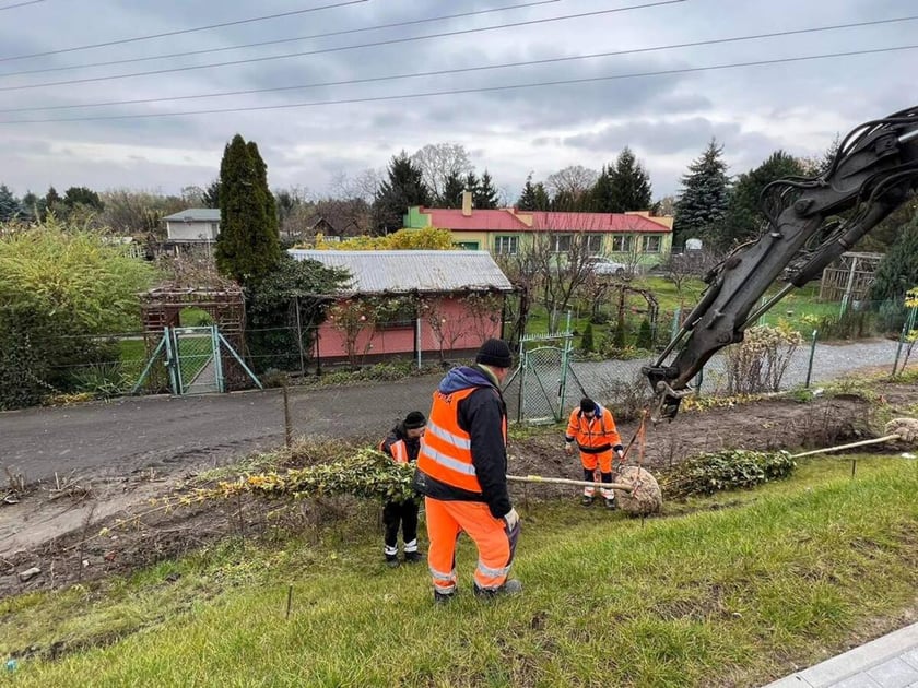 Na zdjęciu nowe krzewy, drzewa i rozchodnik na budowanej linii tramwajowej z centrum miasta w stronę Popowic