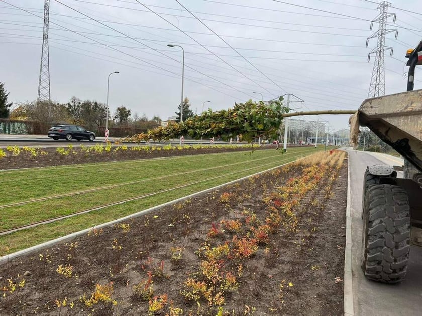 Na zdjęciu nowe krzewy, drzewa i rozchodnik na budowanej linii tramwajowej z centrum miasta w stronę Popowic