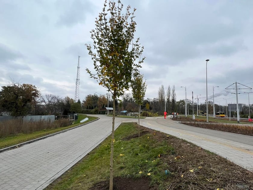 Na zdjęciu nowe krzewy, drzewa i rozchodnik na budowanej linii tramwajowej z centrum miasta w stronę Popowic