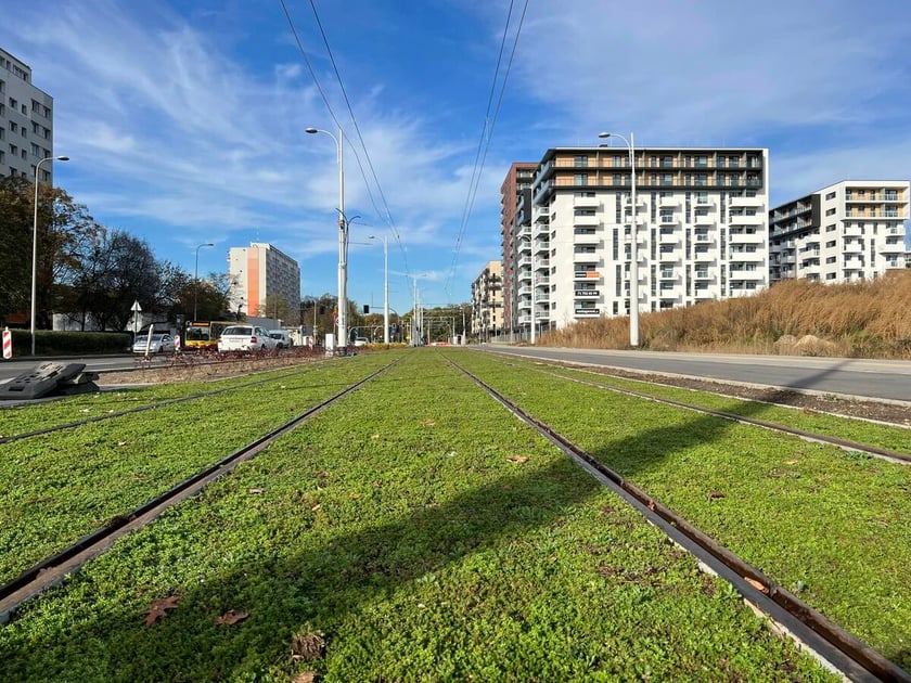 Na zdjęciu nowe krzewy, drzewa i rozchodnik na budowanej linii tramwajowej z centrum miasta w stronę Popowic
