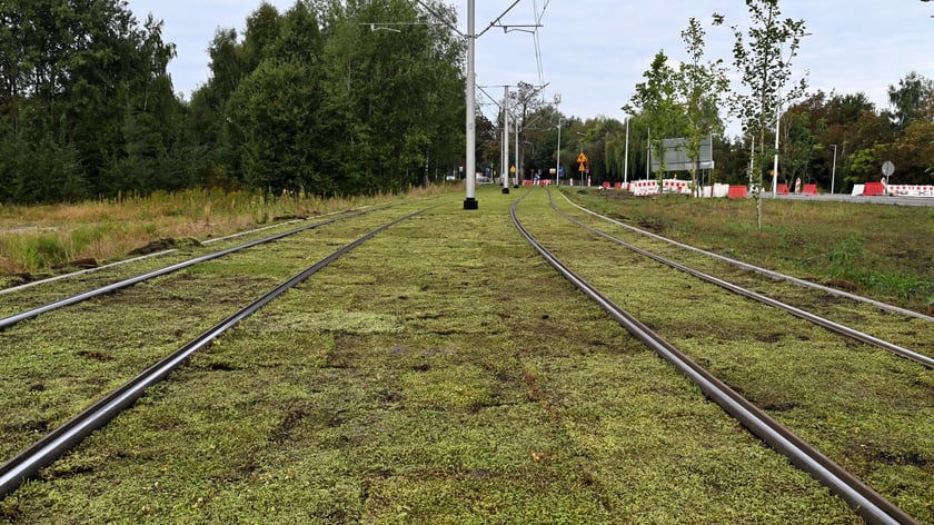 Torowisko wzdłuż ul. Legnickiej z każdym dniem staje się bardziej zielone. Kładzione są maty rozchodnikowe.