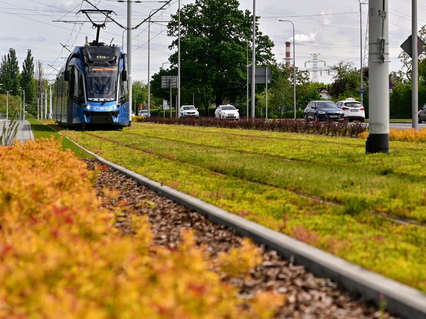 Moderus Gamma. MPK Wrocław kupiło 46 takich tramwajów.