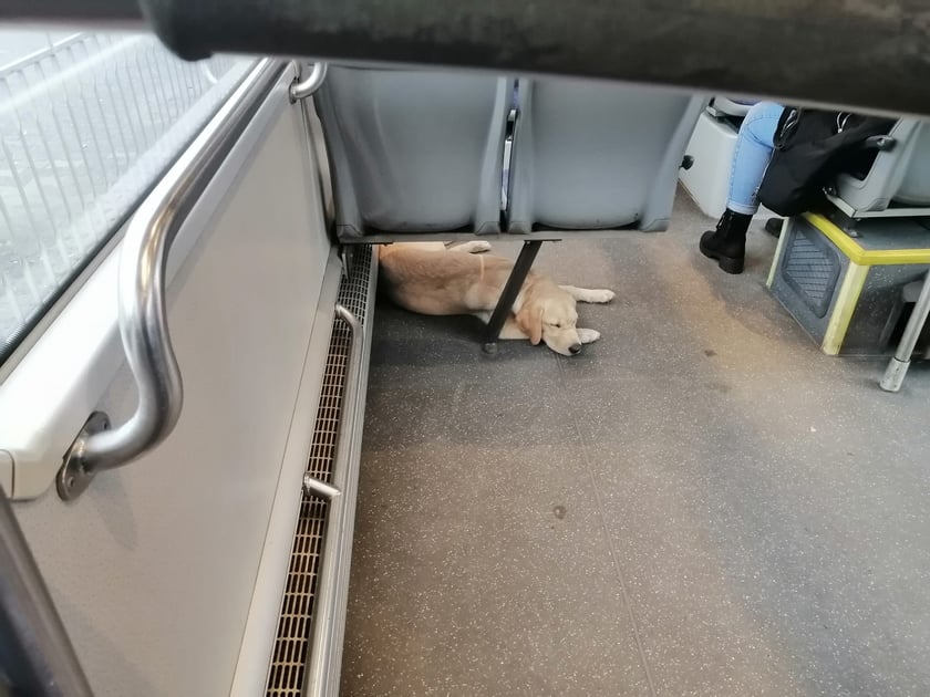 Pies ma 8 miesięcy. czeka na swojego pana
