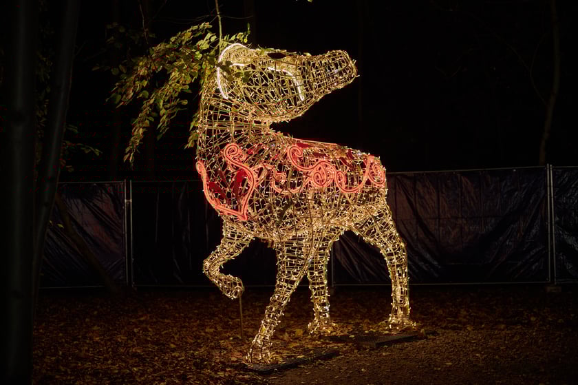 Lumina Park w Zamku Topacz pod Wrocławiem - zachwycające miejsce