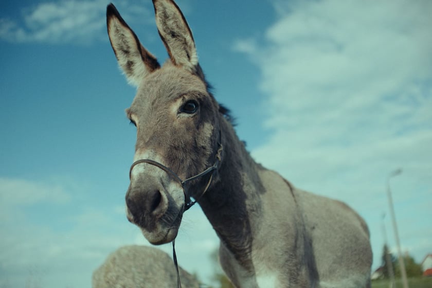 Kadr z filmu "IO" w reż. Jerzego Skolimowskiego. To polski kandydat do Oscara