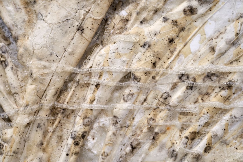 Fragment obrazu Jacka Jarczewskiego, Galeria Miejska we Wrocławiu