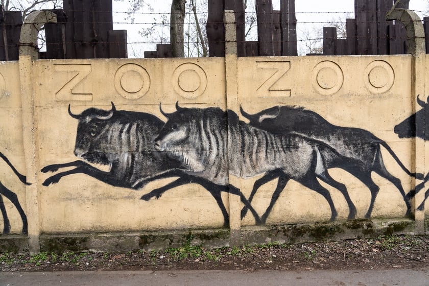 Mural autorstwa Jerzego Wołoszynowicza na ogrodzeniu zoo we Wrocławiu