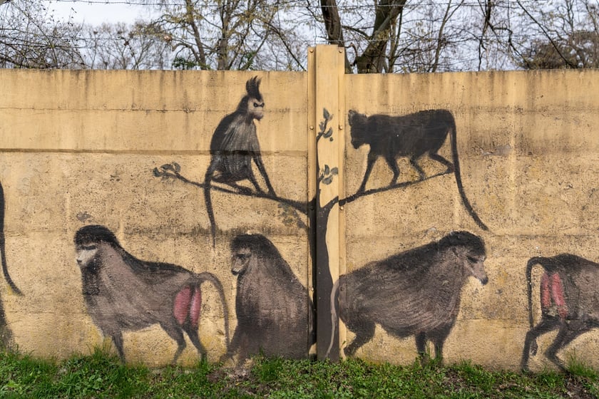 Mural autorstwa Jerzego Wołoszynowicza na ogrodzeniu zoo we Wrocławiu