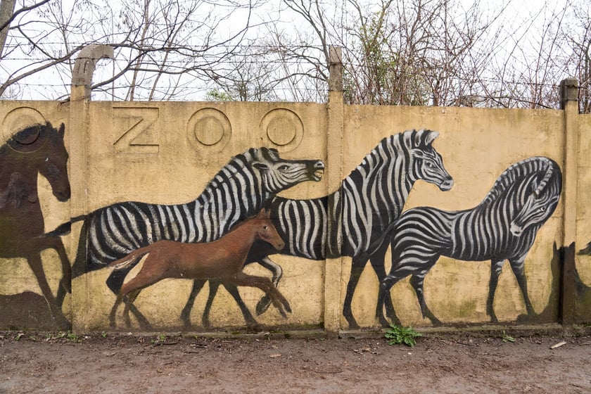 Mural autorstwa Jerzego Wołoszynowicza na ogrodzeniu zoo we Wrocławiu