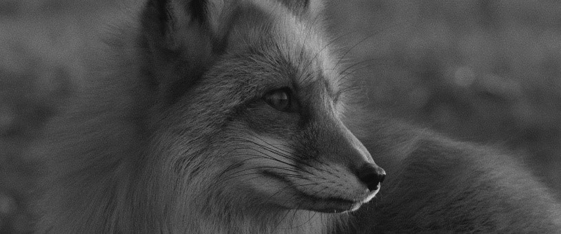 Blok konkursowy Fabuła: Dzień matki