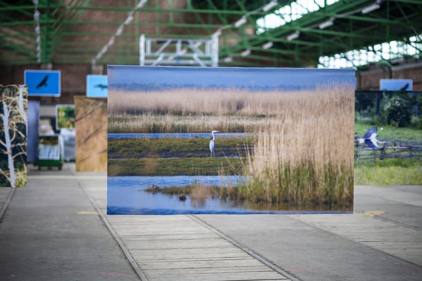 Wystawa fotografii wielkoformatowych Mieczysława Michalaka pod tytułem Ptaki