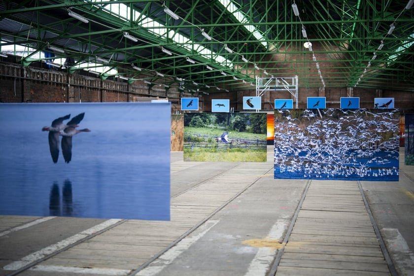 Wystawa fotografii wielkoformatowych Mieczysława Michalaka pod tytułem Ptaki