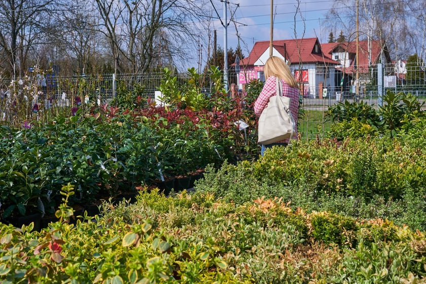Centra i sklepy ogrodnicze we Wrocławiu z wiosenną ofertą roślin