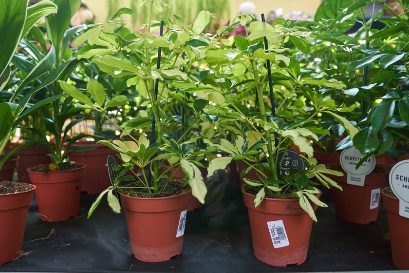 Centra i sklepy ogrodnicze we Wrocławiu z wiosenną ofertą roślin