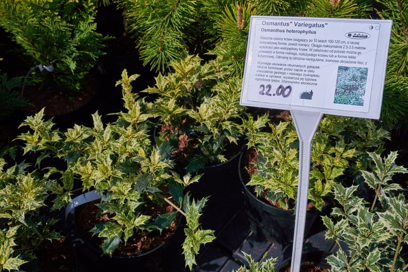 Centra i sklepy ogrodnicze we Wrocławiu z wiosenną ofertą roślin