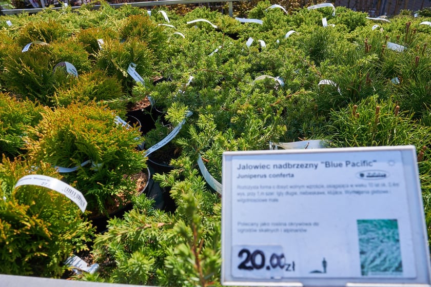 Centra i sklepy ogrodnicze we Wrocławiu z wiosenną ofertą roślin