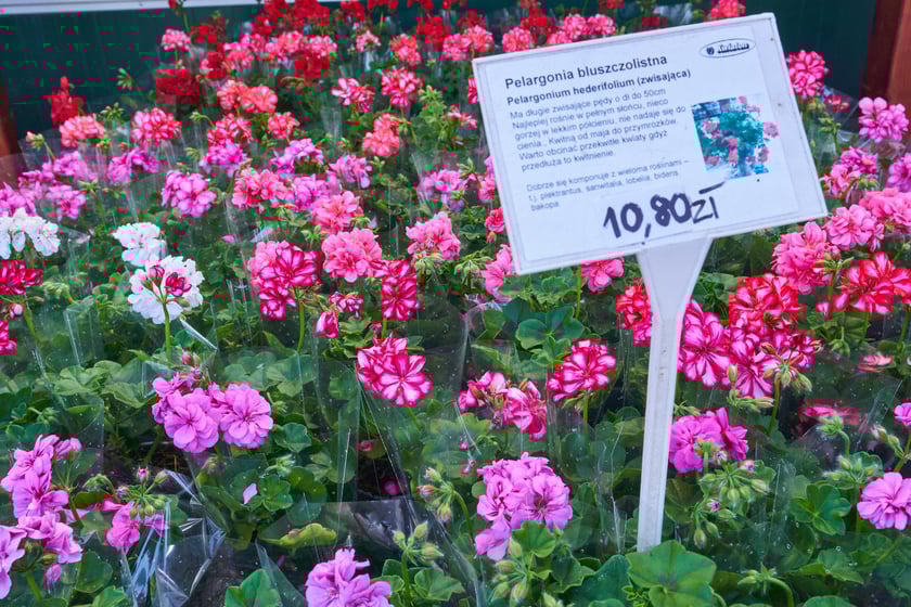 Centra i sklepy ogrodnicze we Wrocławiu z wiosenną ofertą roślin