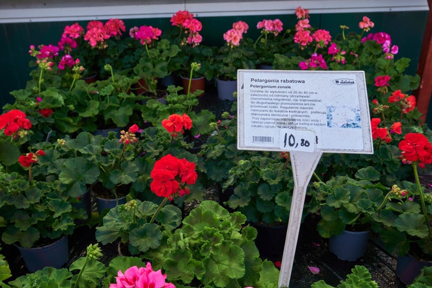 Centra i sklepy ogrodnicze we Wrocławiu z wiosenną ofertą roślin