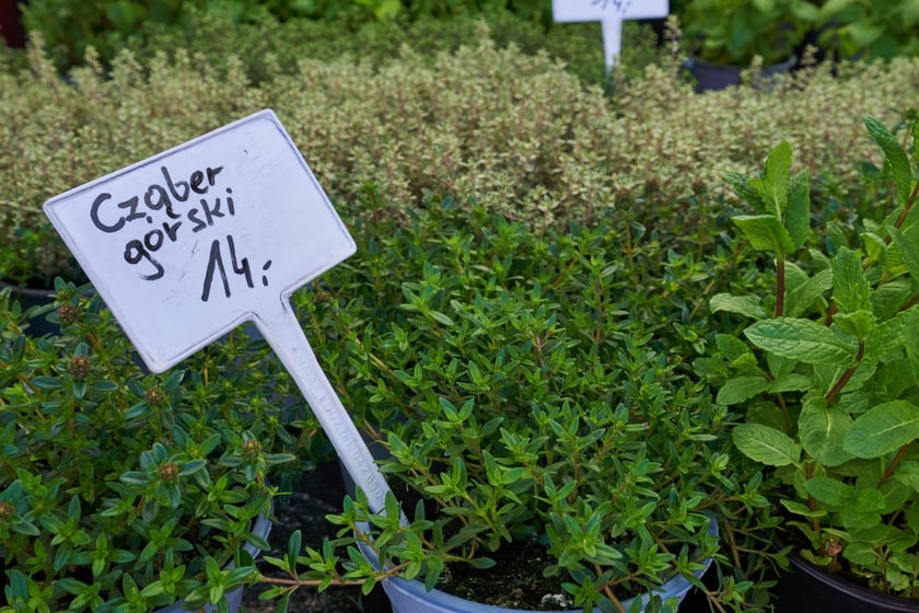 Centra i sklepy ogrodnicze we Wrocławiu z wiosenną ofertą roślin