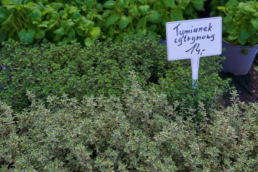 Centra i sklepy ogrodnicze we Wrocławiu z wiosenną ofertą roślin