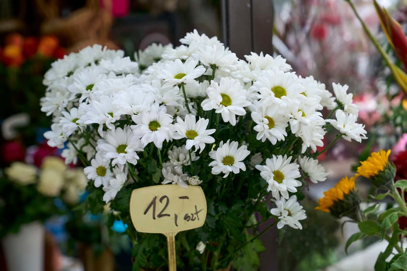 Kwiaty we Wrocławiu na pl. Solnym