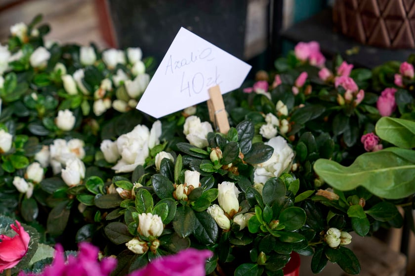 Kwiaty w Hali Targowej
