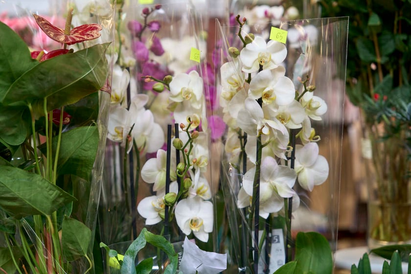 Kwiaty w Hali Targowej