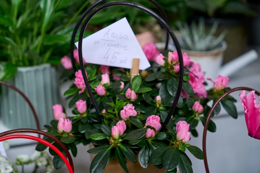 Kwiaty w Hali Targowej