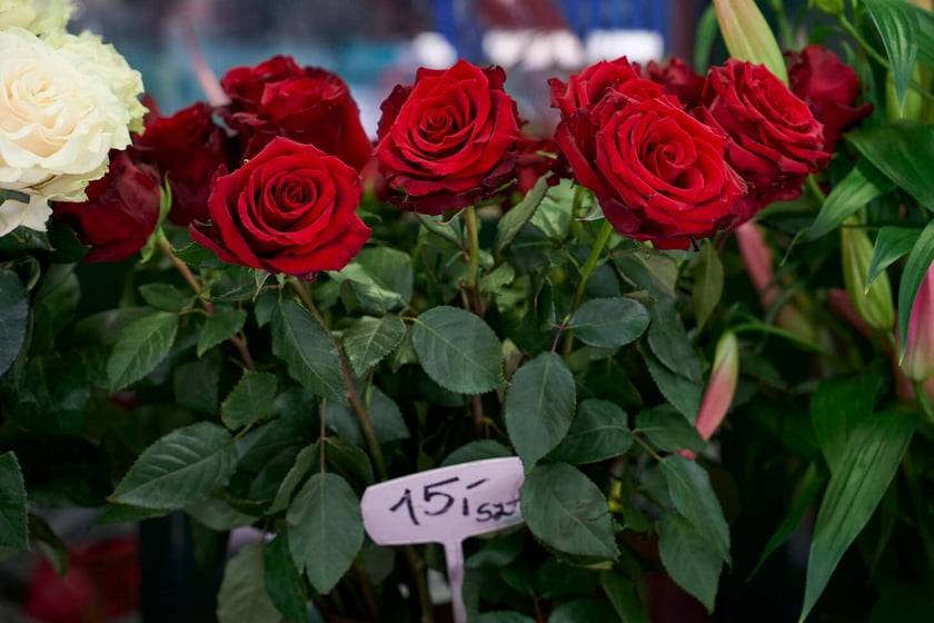 Kwiaty we Wrocławiu na pl. Solnym