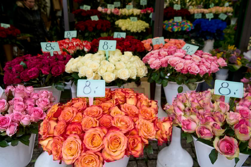 Kwiaty we Wrocławiu na pl. Solnym