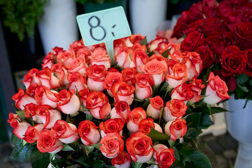 Kwiaty we Wrocławiu na pl. Solnym