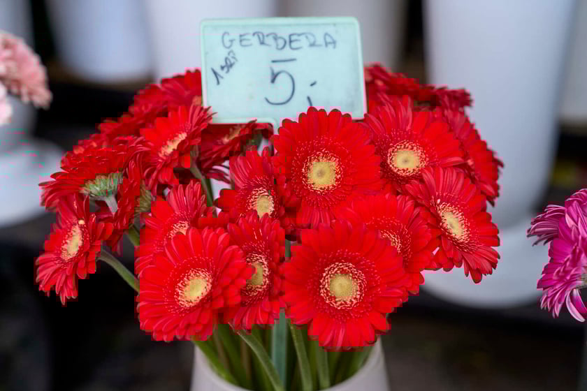 Kwiaty we Wrocławiu na pl. Solnym