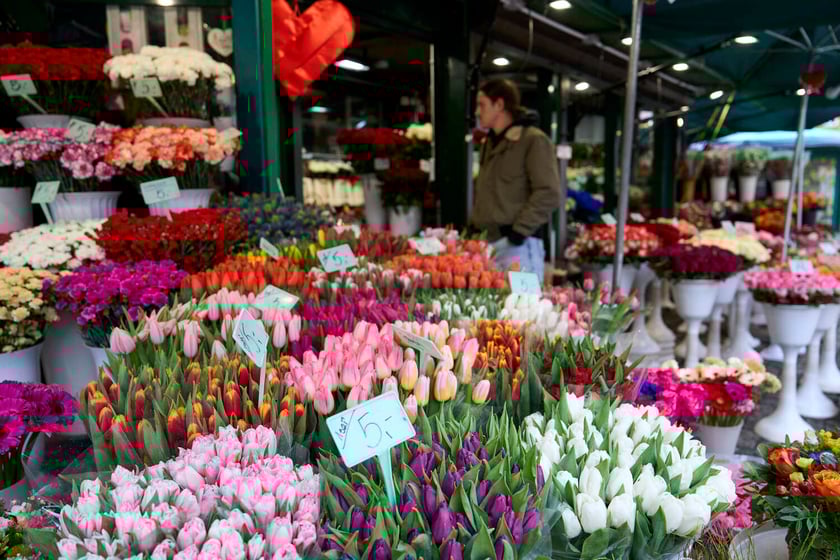 Kwiaty we Wrocławiu na pl. Solnym