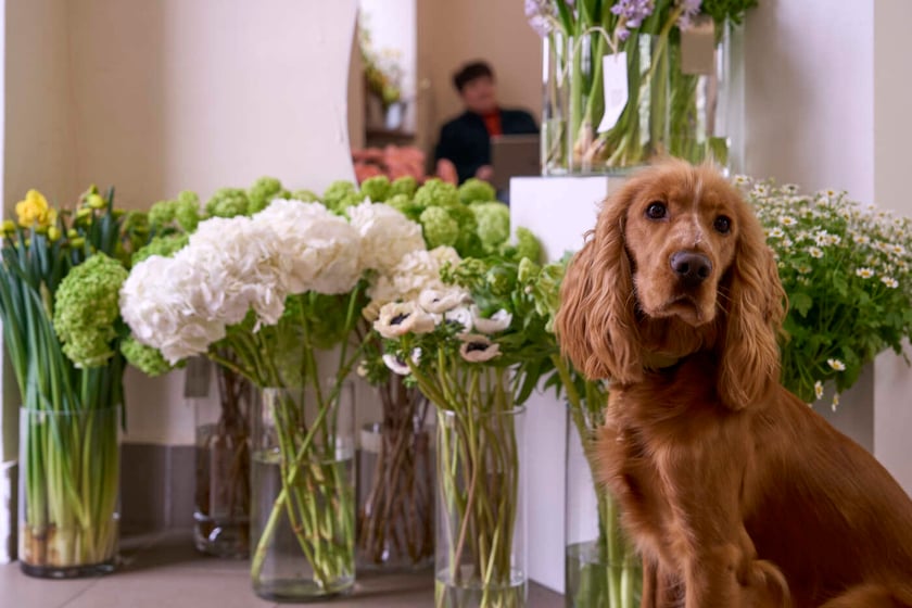 Kwiaty we Wrocławiu