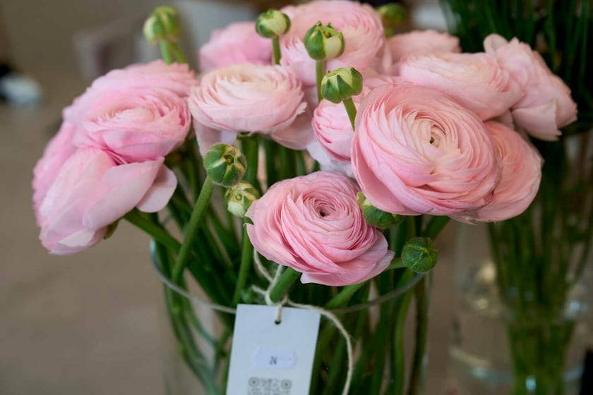 Kwiaty we Wrocławiu Sisters' Garden