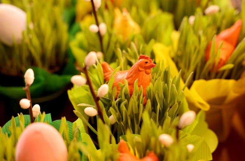 Targ przy ul. Bacciarellego